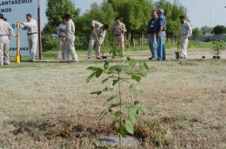 Plantarán más 13 mil árboles en La Laguna