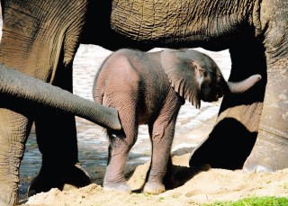 Un elefante del bosque típico, que pesa de 2.250 a 2.700 kilogramos y produce 450 kilos de carne comestible, puede rendir al cazador ilegal hasta 180 dólares por el marfil y hasta seis mil dólares
por la carne. (Archivo)