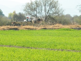 Con el establecimiento de praderas de pasto Buffel se obtiene una cubierta vegetal permanente debido a que es una especie perenne que contribuye a la disminución del proceso erosivo tanto por el agua como por el viento.