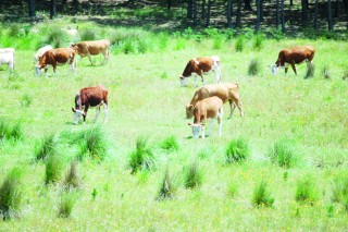Avanza deterioro de zonas naturales en Durango: IPN