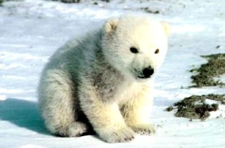 El oso polar es considerado como una especie vulnerable. (Archivo)