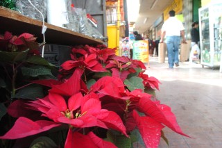 La flor de Nochebuena se ha convertido en un símbolo representativo de la Navidad. 