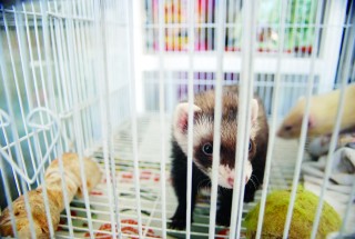 Cada vez es más común observar hurones a la venta en las veterinarias locales.
