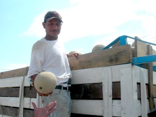 Preparan la tierra para sembrar melón y sandía | AGROPECUARIA