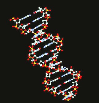 El descubrimiento, identifica que un micro ARN puede controlar de manera indirecta la longitud de los telómeros y lo sitúa como diana terapéutica para luchar contra el cáncer y el envejecimiento. (Cortesía de orbita.starmedia)