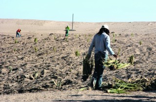 Alumnos de la Narro trabajan por las tardes en la plantación de especies nativas en el antiguo relleno sanitario de Torreón.

