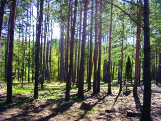 La Conafor da a conocer que el 14 de abril será el último día en que podrán participar los interesados en el desarrollo de la cadena productiva forestal; el apoyo es de ProÁrbol.