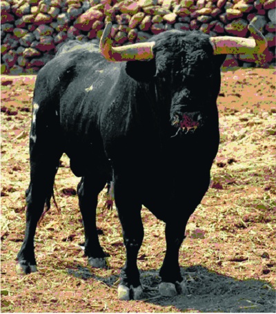 Ejemplar de la ganadería Cardenilla, que mandará
los toros a lidiarse en la Corrida del Trabajo.