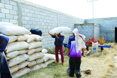 Los productores de frijol de Guadalupe Victoria ya iniciaron la siembra, ya que el 30 de mayo es la fecha límite para llevar a cabo esa actividad (primavera-verano), dio a conocer la Sagarpa.