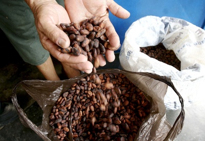 La recolección de cacao es una labor ardua y fruto de la esclavitud en pleno siglo XXI. (Archivo)