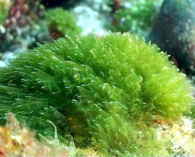 Muchas especies de pequeñas algas crecían únicamente a través la fotosíntesis, pero quizá la escasez de nutrientes en aguas del Atlántico las forzó a comer bacterias.