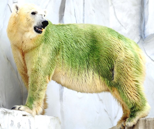 Las temperaturas altas en julio y agosto y los cambios de agua menos frecuentes debido a los esfuerzos de conservación del zoológico causaron un crecimiento de algas en el estanque dentro del foso de seguridad de los osos, explicó Kurobe. (AP)