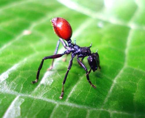 El artrópodo de unos tres milímetros de largo fue bautizado con el nombre de 'Martialis heureka' (hormiga de Marte) debido a que está adaptada para vivir bajo tierra y tiene grandes mandíbulas para capturar su presa.