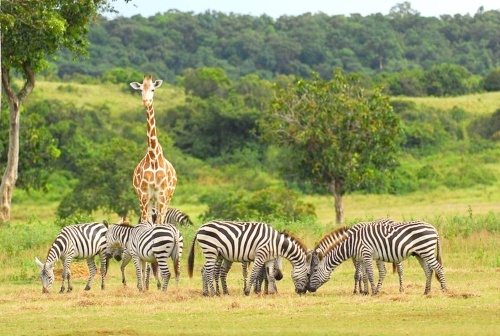 Una jirafa junto a un grupo de cebras en la reserva de Calauit. El dictador Ferdinand Marcos ordenó traer animales exóticos de Kenia hace más de tres décadas para crear en una isla de Filipinas su particular coto de caza y safari, convertido hoy en la única reserva de fauna africana del Sudeste Asiático. Gacelas, cebras, impalas y jirafas, entre otras bestias, se han adaptado sin problemas al clima tropical y conviven en armonía con ejemplares de especies autóctonas en peligro de extinción, sin que se haya roto el equilibrio del ecosistema.