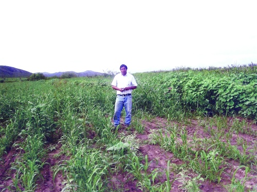 Dos mil hectáreas forman parte de un plan piloto para impulsar la conservación sustentable de agostaderos con la inducción de siembra de pastos, presume el titular de la SAGDR.