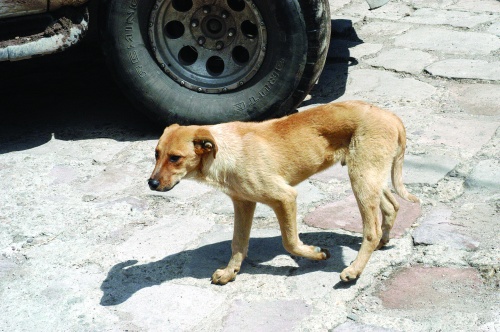 Más de ocho mil caninos han sido sacrificados en el año en el estado para tener un control de la población.