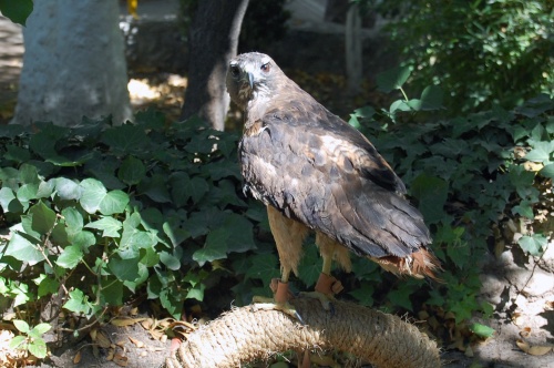 VIVE. Esta águila es cuidada en el jardín del museo porque tiene dañadas sus plumas.