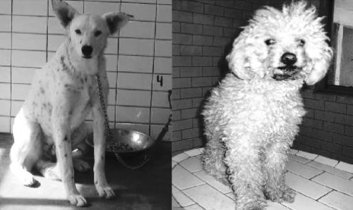 “Atos y Scooby” buscamos un hogar donde nos quieran y protejan para iniciar este año 2009 y muchos más lejos de las calles y con familia nueva. Anímate llévanos contigo a tu casa.