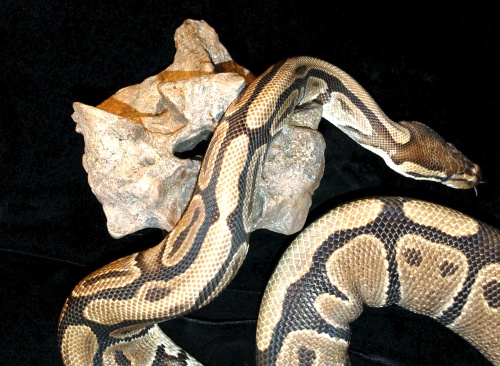Monstruo. En la imagen se observa la comparación entre la vértebra de la Titanoboa cerrejonensis con un ejemplar de una serpiente pitón.