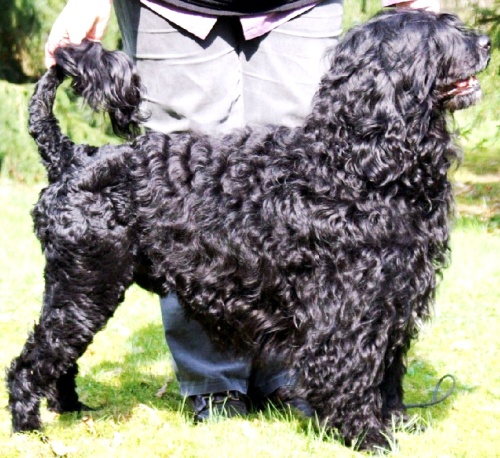 La primera dama dijo que a ella le parece bien un perro de aguas portugués, y que sus hijas disfrutarán su mascota después de las vacaciones de Semana Santa. (Archivo)