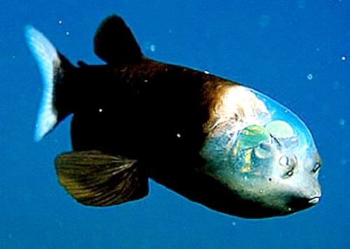 Este tipo de peces se adapta continuamente a su ambiente.
