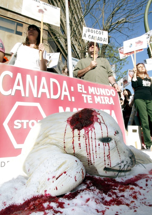 La organización lamentó la decisión del Gobierno canadiense de aumentar la cuota de la cacería a 335 mil focas este año. (EFE)