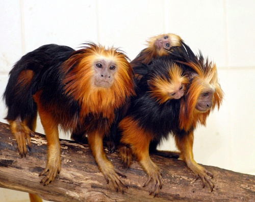 Dos crias de Tití León de Cabeza Dorada (Leontopithecus chrysomelas) se agarran a su madre en presencia del padre en su recinto del Tropicarium zoo de Budapest, Hungría. Las crias nacieron en cautividad hace dos semanas. Esta especie en riesgo de extinción es originaria de los estados brasileños de Bahia y Minas Gerais. 