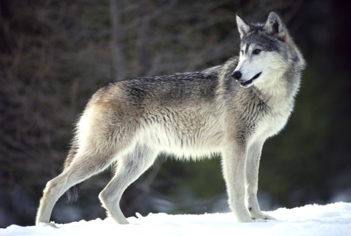 Endogamia produce deformaciones en lobos