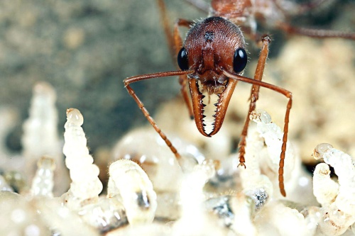 Con 12 mil especies conocidas hasta ahora y otras ocho mil sospechadas pero aún no descubiertas, la hormiga es uno de los insectos de mayor éxito en el planeta.
