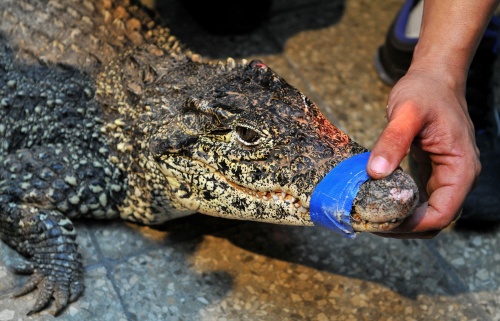 El cocodrilo que fue trasladado sin permiso legal a España hace varios años, regresó ahora a su país de origen donde será reincorporado a un criadero como reproductor de su valiosa especie, cuya comercialización está prohibida por las autoridades de la isla. (EFE)