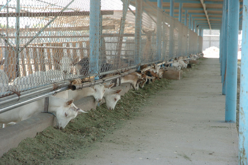 Ofrecen apoyo económico para los caprinocultores