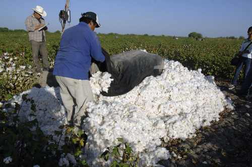 Se anota. El productor anota el nombre del piscador y los kilos contenidos en el costal. Al finalizar la jornada laboral paga lo correspondiente. Este año el kilo se paga en 1 peso con 50 centavos aunque varía.