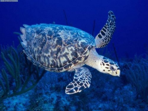 Las tortugas respiran aire y por eso necesitan subir a la superficie, pero si quedan enganchadas en la red no pueden subir y esencialmente mueren ahogadas.