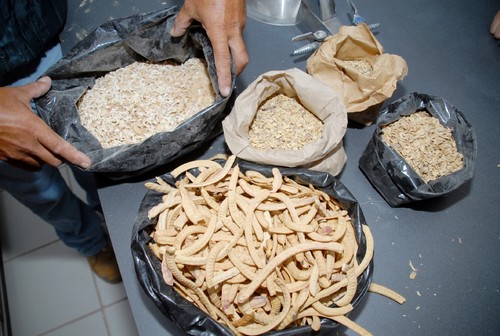 Alimento. El investigador Alfredo Martín del Campo muestra el proceso de una de las moliendas de la vaina del mezquite, equipo desarrollado por un equipo de investigadores del ITT y que busca acabar con el hambre en los ejidos. 
