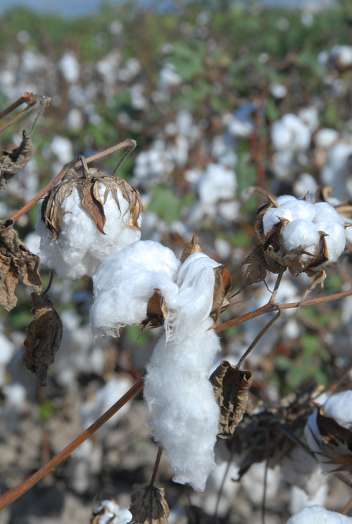 Productivo. Con la semilla genéticamente modificada de algodón, los productores han obtenido un mejor rendimiento de sus cultivos.  EL SIGLO DE TORREÓN / FERNANDO COMPEÁN
