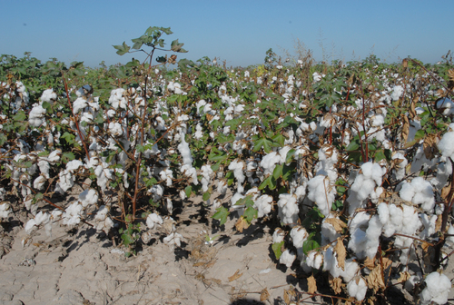 Cosecha. Son 1,429 hectáreas que se establecieron de algodón en el municipio de Francisco I. Madero, Coahuila.  EL SIGLO DE TORREÓN / PRIMITIVO GONZÁLEZ