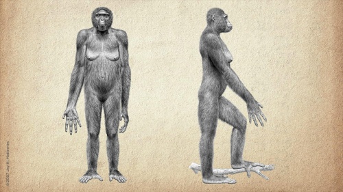 Gráfico cedido hoy, 16 de octubre de 2009, que recrea al Ardipithecus ramidus. Los secretos sobre un esqueleto femenino de 4,4 millones de años de antigüedad, al que los científicos han denominado 'Ardi' y que es el más primitivo hasta ahora hallado de un homínido, serán revelados en un documental que el domingo emitirá Discovery en Español en Estados Unidos. Según adelantó esa cadena, 'Ardi al descubierto', que se emitirá en español, es un programa de dos horas en el que se documenta la intensiva investigación iniciada en Etiopía hace 17 años cuando se descubrieron los fósiles de este Ardipithecus ramidus. EFE/Discovery en Español/SOLO USO EDITORIAL/NO VENTAS
