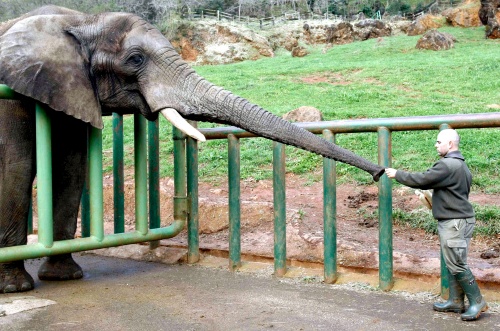 El nuevo elefante africano que acaba de llegar al Parque de la Naturaleza de Cabárceno, 'Pambo', se unirá al resto del grupo en 15 ó 20 días y se convertirá en el nuevo macho dominante. La adaptación del paquidermo, procedente del Zoo de Schönbrunn de Viena, será gradual para evitarle un alto grado de estrés, teniendo en cuenta que se trata de un animal muy inteligente y sensible. 'Pambo', un macho de 17 años y cinco toneladas de peso, llega al parque cántabro con fines reproductores. Su misión será la de aumentar el grupo de elefantes africanos que conviven en Cabárceno, una de las comunidades más grandes de esta especie que hay en el mundo fuera de África.
