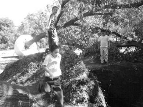 Abandonados.   Los niños juegan entre los árboles en San Vicente. La Semarnat no dio informes de avances en el caso. 