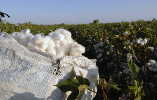 Ciclo agrícola. Para el presente año, los productores algodoneros de la Región Lagunera sembraron poco más de 20 mil hectáreas.  EL SIGLO DE TORREÓN / ARCHIVO