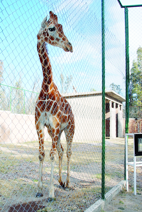 Ejemplar. La jirafa fue comprada por 375 mil pesos y llegó al Zoológico Sahuatoba como parte de los festejos del 30 aniversario; murió el jueves a los seis años.