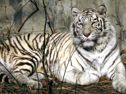 El sexo con animales era legal en Holanda, siempre que se pudiera comprobar que los animales no resultaban heridos.