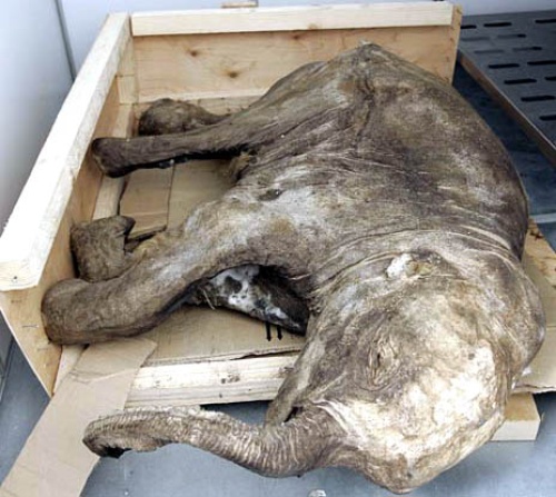 Los científicos afirman que la bebé mamut, a la que llamaron Lyuba, es el espécimen mejor preservado y más completo que se conozca de esa especie.