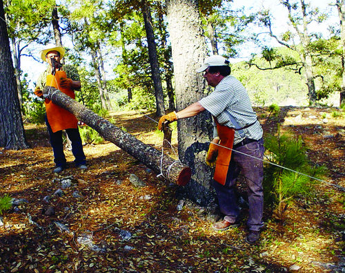 Sobresaliente. En Durango se genera casi el 30 por ciento de la producción maderable de todo el país, por lo que se debe cuidar esta riqueza durante la próxima temporada de incendios.  JOSÉ ANTONIO RODRÍGUEZ/EL SIGLO DE DURANGO