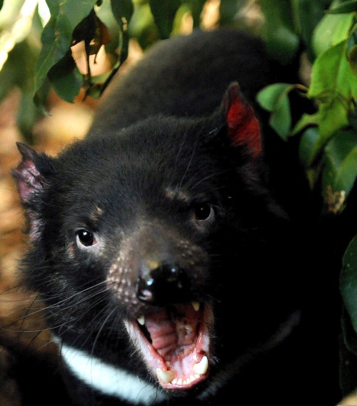 Australia los colocó en la lista de especies en peligro de extinción. Cálculos recientes prevén que estos animales desaparecerán en los próximos 25 años sino se frena la pandemia.
	