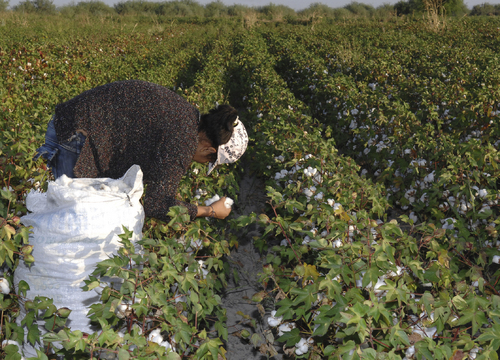 Ciclo agrícola. La Sagarpa informó que fue liberada la semilla de algodón transgénico para este año, por lo que durante el presente ciclo se sembrará en la región.  EL SIGLO DE TORREÓN 