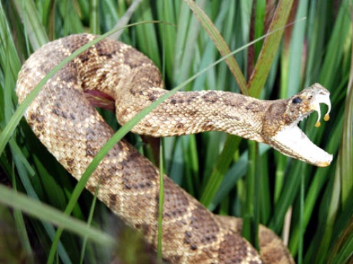 Las serpientes ciegas o gusano que abundan hoy en Madagascar descienden de especies que habitaron algunas zonas de Gondwana, el gran bloque de tierra que ocupó la mayor parte del hemisferio sur tras la división del primer y único continente, Pangea.