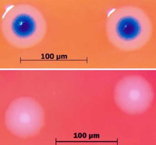 Científicos del Instituto J. Craig Venter ensamblaron un genoma bacterial y lo trasplantaron al citoplasma vacío de una bacteria similar, creando la primera célula autorreplicadora sintética, reportó hoy la revista New Scientist.