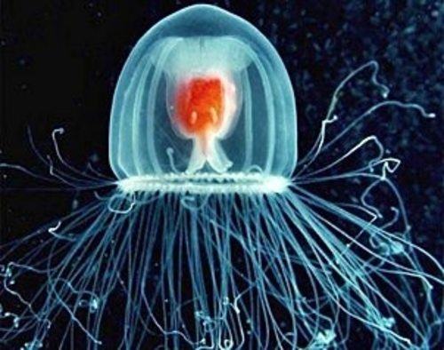 Siempre joven. La turritopsis nutricula puede regenerar su cuerpo una y otra vez.