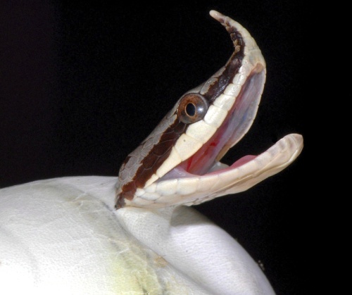 Después de las ranas y las abejas, las serpientes son los animales que podrían desaparecer de la Tierra, según un reciente estudio que asegura que la población de las especies de reptiles en el mundo se ha reducido de manera drástica.